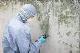 Best Crawl Space Mold Remediation  in Ainsworth, NE